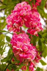 Blooming pink acacia bunch