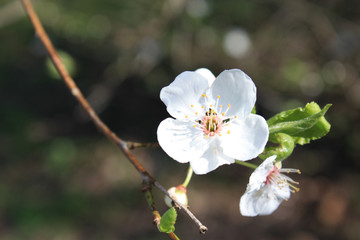 Apfelblüte im Sonnenschein