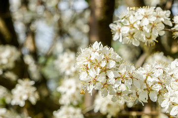 white blossoms of plum trees in spring, blurred background