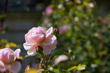 Pink rose in the English garden