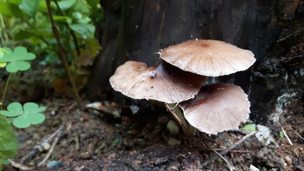 Cogumelo
