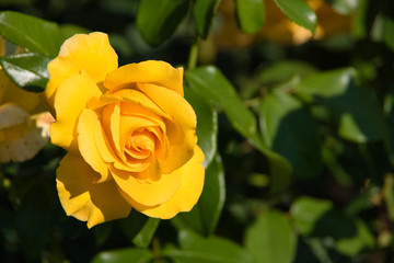 Yellow rose flower in the English garden