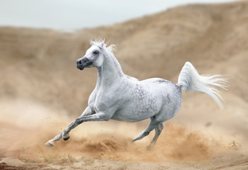arabian horse running in desert