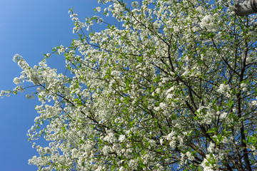 Blooming cherry tree against the blue sky.