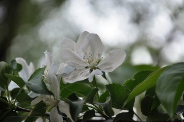 White spring flowers of apple trees in the garden. against the blue sky.