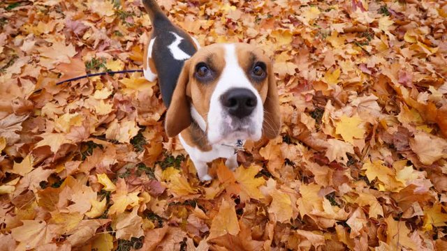 Darling pet stay on fallen leaves, turn head and look straight. Cute dog portrait, high angle shot. Brown colours of autumn, maple foliage same color with doggy fur