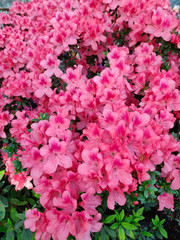 Azalea Flower