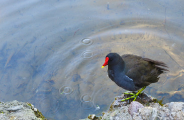Water bird Gallinula chloropus