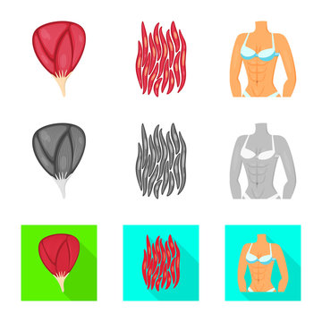Vector illustration of fiber and muscular icon. Collection of fiber and body  vector icon for stock.