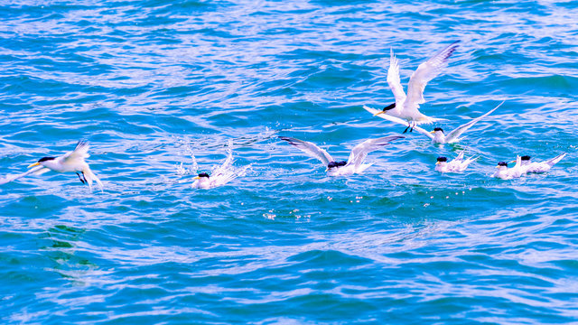 Aves Marinhas