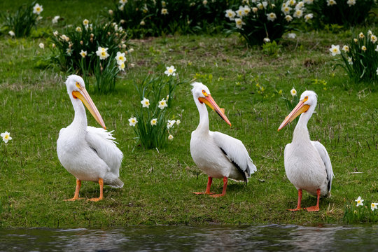 Pelicans in the garden in spring