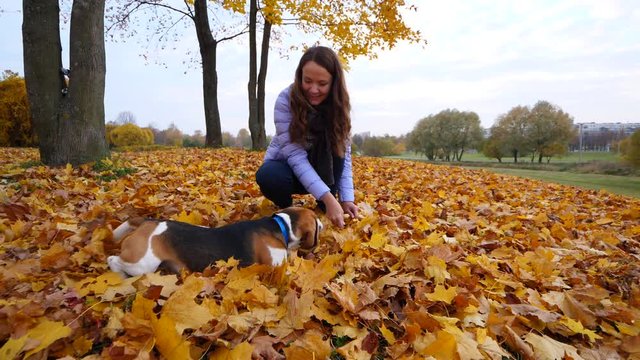 Woman give roll over command by hand gesture, dog follow, wallow on ground. Fallen leaves covering lawn under maple tree, owner with pet training at walk in autumn park. Slow motion shot