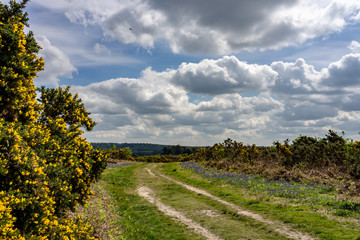 Gorse bushes and blue bells line a moorland track