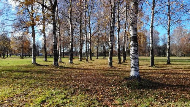 Glide camera move quickly backwards, pass between birch tree trunks and fly away to open field. Autumn park area, old grass on ground