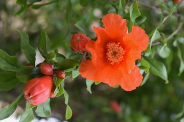 pomegranate flowers on a pomegranate bush