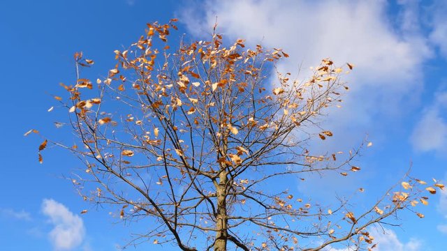 Thin branches of oak tree with few fry leaves on, tremble on wind, time lapse shot against blue sky. White clouds fly fast, sun light and shadow fall on tree. Concept of quick autumn season