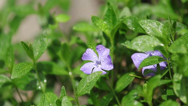 Close-up of bright blue inflorescence of periwinkle Vinca minor with green leaves on a spring breeze. Full HD video, 59.94 fps.