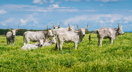 Maremmana cow roaming near Vulci, in the Province of Viterbo, Lazio, central Italy. - obrazy, fototapety, plakaty
