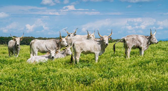 Maremmana cow roaming near Vulci, in the Province of Viterbo, Lazio, central Italy.
