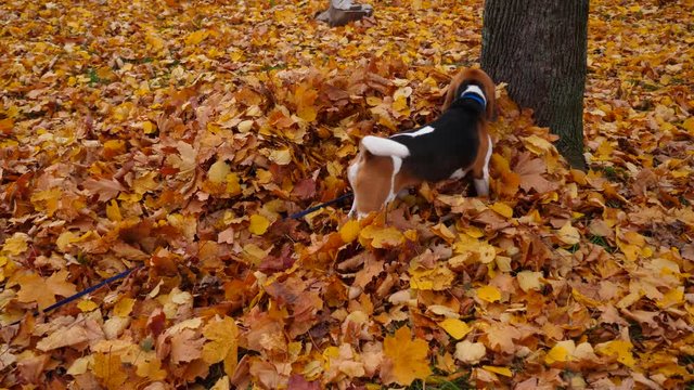 Dog sniff around heap of leaves and dig head inside it, search for something. Beagle busy with pile of maple foliage lying under tree, autumn park area