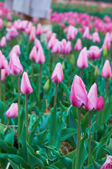 Colorful field with blooming tulips in different colors. Holland tulips bloom in an orangery in spring season.