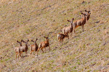 Herd of Mule Deer in the Sun