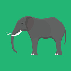 Elephant side view vector icon gray animal illustration. Isolated mammal africa zoo. Safari wildlife drawing nature