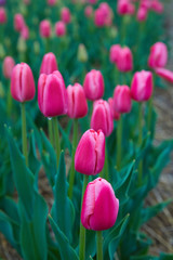 Colorful field with blooming tulips in different colors. Holland tulips bloom in an orangery in spring season.