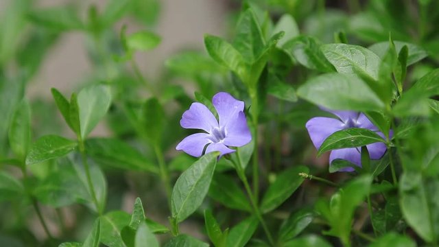 Close-up of bright blue inflorescence of periwinkle Vinca minor with green leaves on a spring breeze. Full HD video, 59.94 fps.
