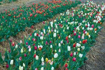Colorful field with blooming tulips in different colors. Holland tulips bloom in an orangery in spring season.
