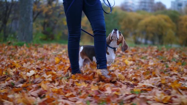 Dog walk around and look up to owner, wait for command or asking for snack. Legs of woman strolling on fallen leaves at park, dim light at blue hour.