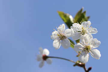 Obraz premium Flowering cherry branch with water drops after rain against the blue sky