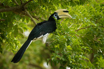 Oriental Pied-Hornbill - Anthracoceros albirostris large canopy-dwelling bird belonging to the Bucerotidae. © phototrip.cz