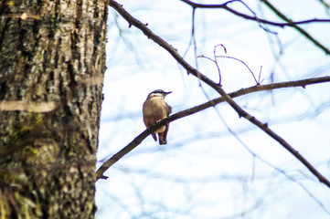 bird on a tree