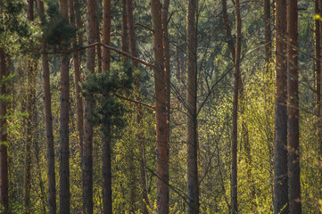 Fototapeta premium forest