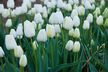 Obraz na płótnie Canvas Beautiful white tulips flowerbed closeup. Flower background.