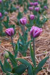 Colorful field with blooming tulips in different colors. Holland tulips bloom in an orangery in spring season.