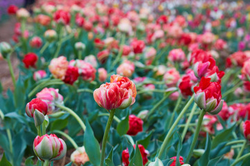 Magnificent red Double Late Tulip (peony flowered tulip) genus tulipa hybrid species. Colorful field with blooming tulips. Holland tulips bloom in an orangery in spring