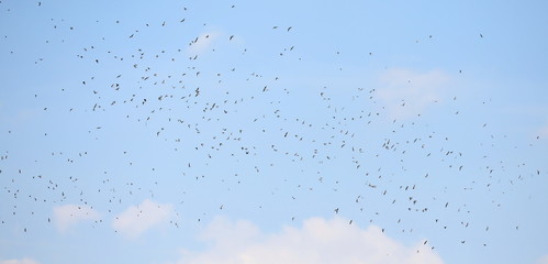 Flock of birds swallows Sand Martin