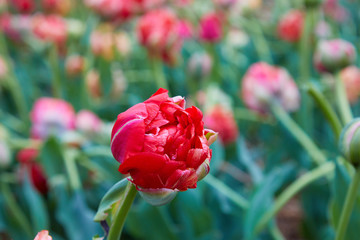 Magnificent red Double Late Tulip (peony flowered tulip) genus tulipa hybrid species. Colorful field with blooming tulips. Holland tulips bloom in an orangery in spring