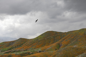 Fototapeta na wymiar Background of a silhouette of a hawk flying over mountains covered in wildflowers on an overcast day horizontal