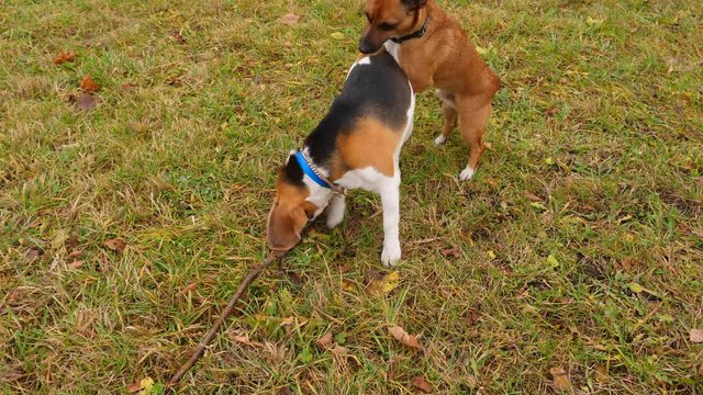 Beagle lie on grass near with stick, funny active mutt run and jump on from back, then booth rush away. Doggy playing at park