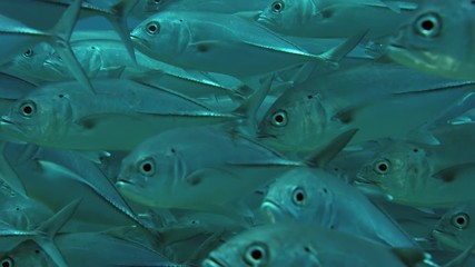 A huge school of Jacks. Big eye Trevally Jack, (Caranx sexfasciatus) Forming a polarized school, bait ball or tornado,Maldives, Indian Ocean, SUPER SLOW MOTION