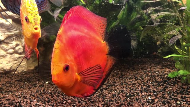 Diskusfische im Aquarium