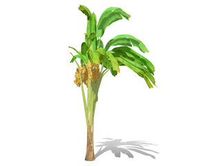 3D rendering - Banana tree  isolated over a white background use for natural poster or  wallpaper design, 3D illustration Design.