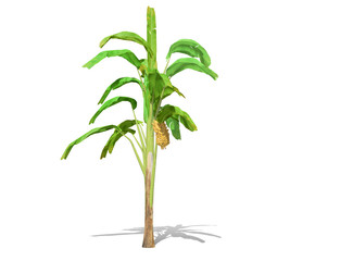 3D rendering - Banana tree  isolated over a white background use for natural poster or  wallpaper design, 3D illustration Design.