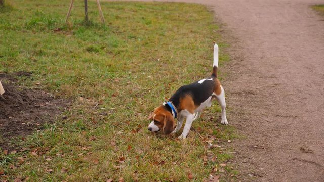 Beagle dog stay at grass near gravel path at park, chew stick, then finish and stay ready. Young doggy at walk, autumn season, yellow and green old grass around