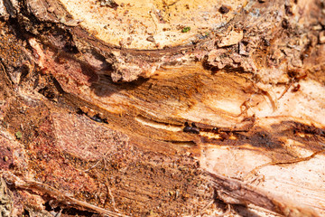 Closeup of damaged bark and wood caused by bark beetle