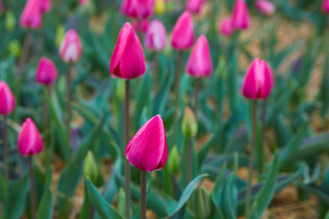 Colorful field with blooming tulips in different colors. Holland tulips bloom in an orangery in spring season.