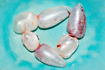 perch fish air bubble on a plate.  It helps fish to stay in a certain depth.